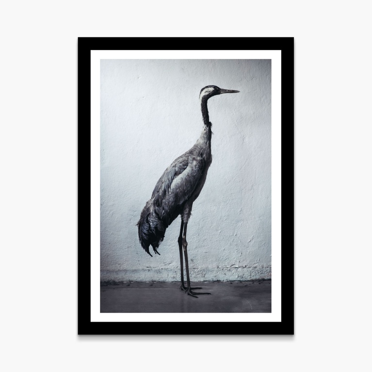 Poster 50x70 "Flying dreams" Poster 50x70 "Flying dreams"