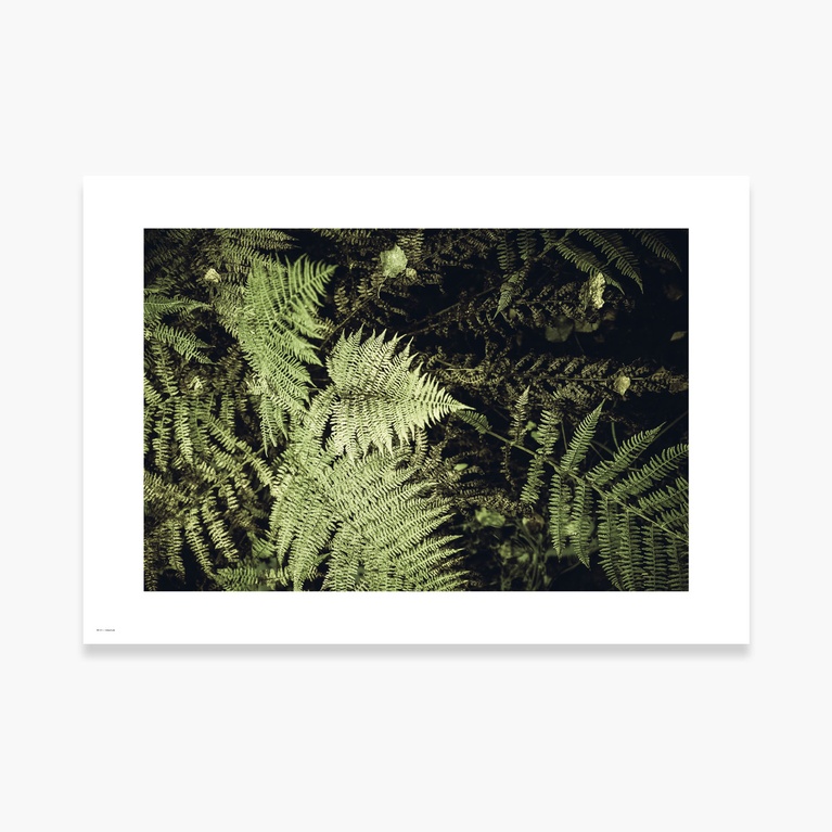 Poster 100x70 "Fernature" Poster 100x70 "Fernature"