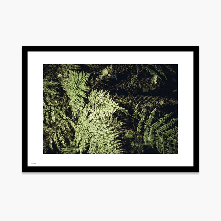 Poster 100x70 "Fernature" Poster 100x70 "Fernature"