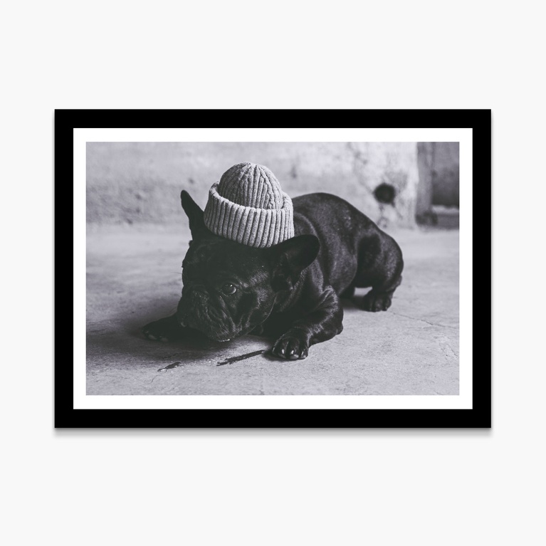 Juliste 70x50 "Underdog" Juliste 70x50 "Underdog"