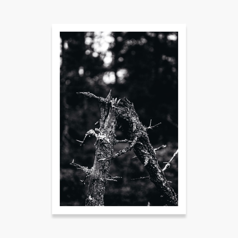 Poster 50x70 "Break Away" Poster 50x70 "Break Away"