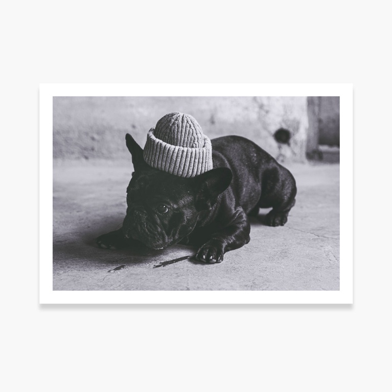 Poster 70x50 "Underdog" Poster 70x50 "Underdog"