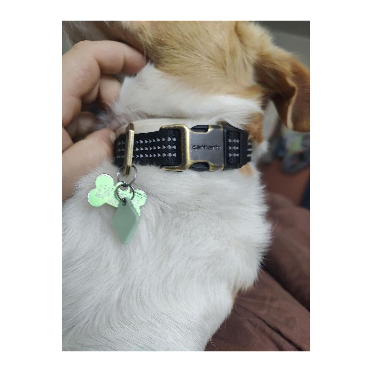 Tradesman Dog Collar