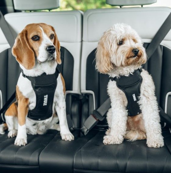 Cappy Bilsele för hund