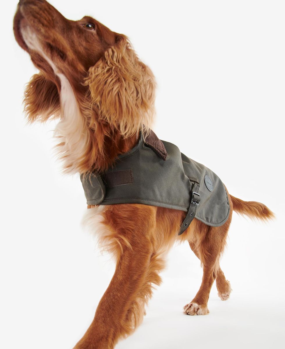 Wax Dog Coat Wax Dog Coat
