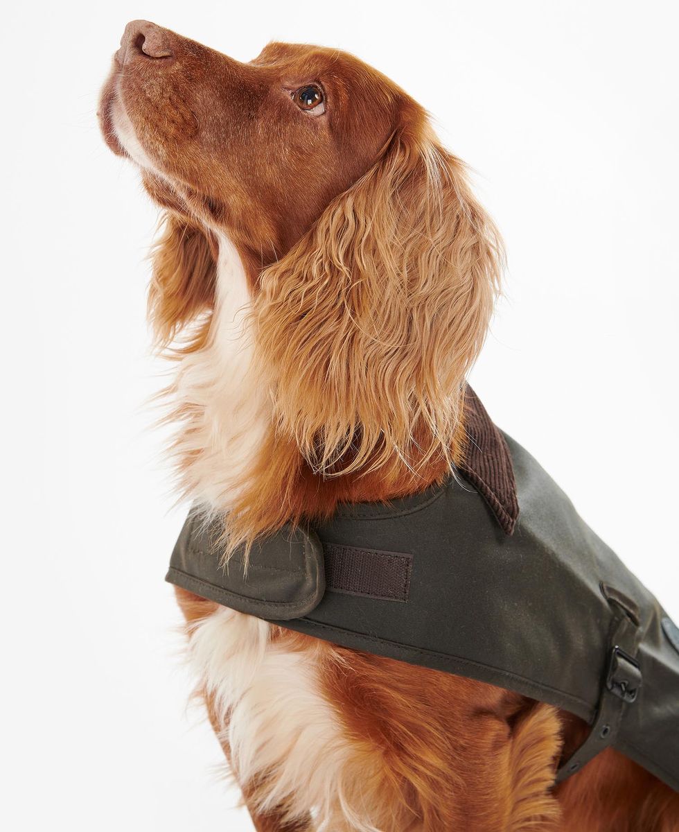 Wax Dog Coat Wax Dog Coat