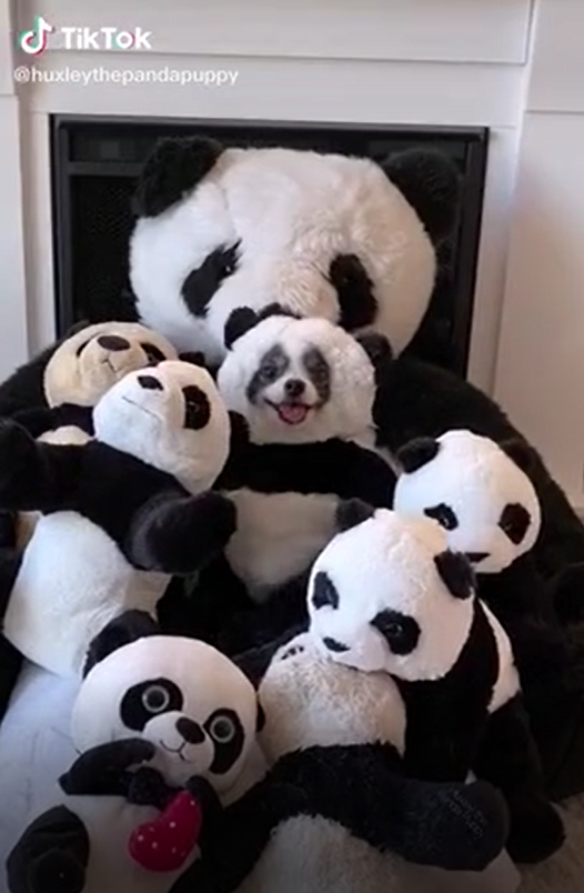 Tiktok pandavideon ruutukaappaus